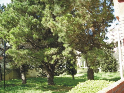 <?php echo $tipo;?> en <?php echo $balneario;?>